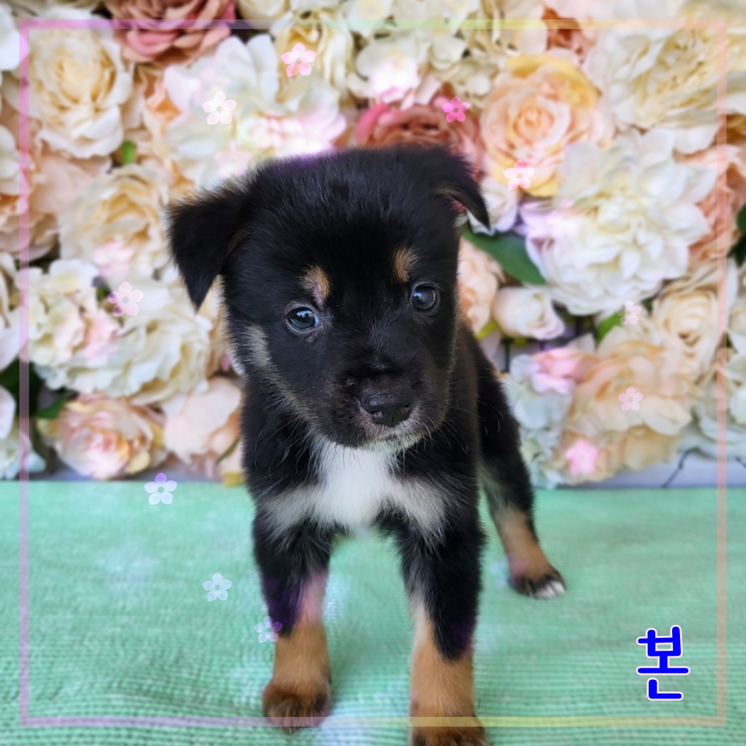군산유기동물보호센터_445467202300964